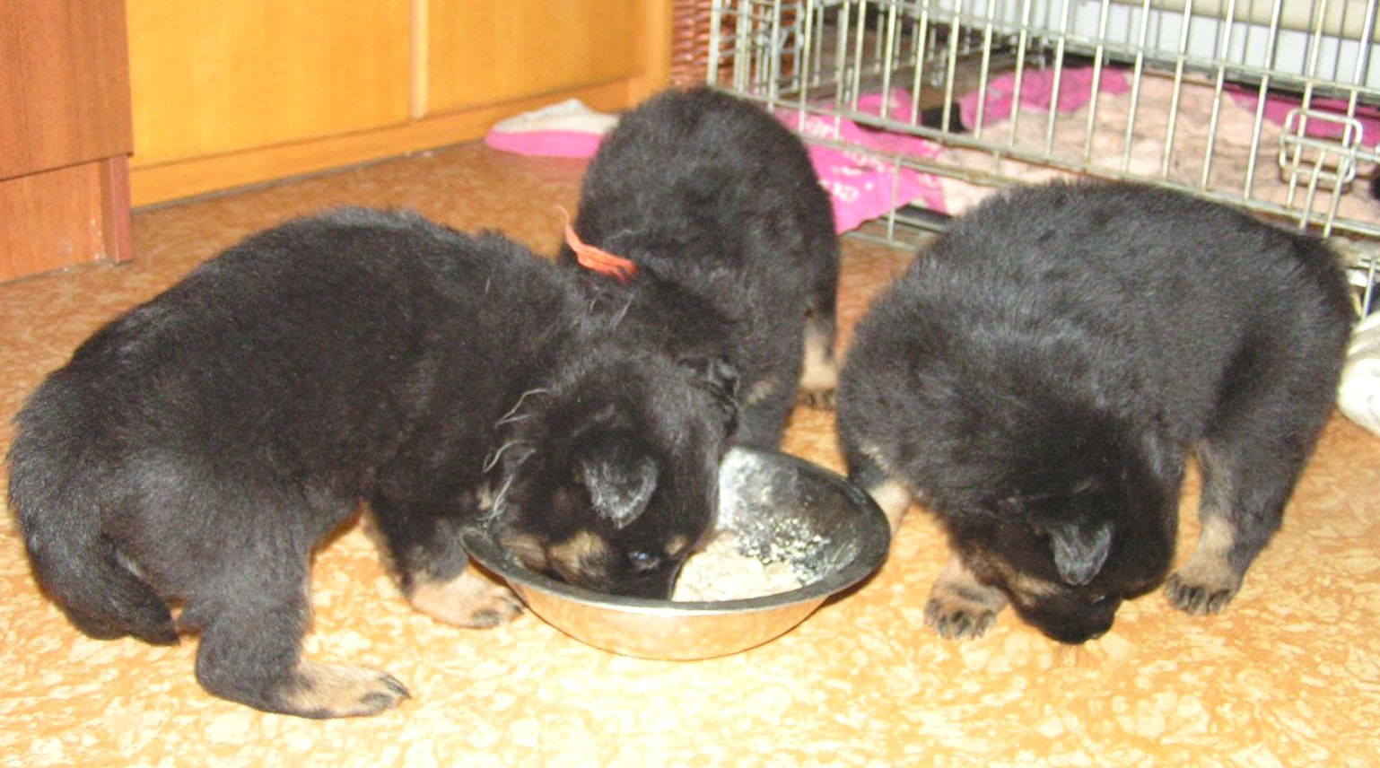 Dixi Q 4,5 týdne 2.jpg